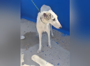 Pinocho ,sanfter Rauhaar-Galgo mit besonderem Charme sucht sein Glück