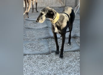 Carbón , ein bezaubernder Rauhaar Galgo