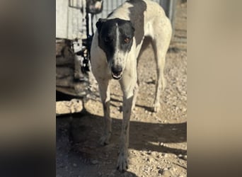 Chantelle, sucht ein warmes Körbchen