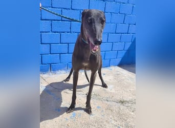 Athena ,wunderschöne Galga mit dunklem Fell sucht ihr Zuhause