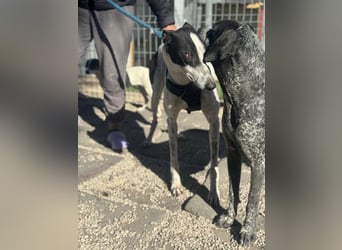 Napoli, hübscher sozialer Galgobub