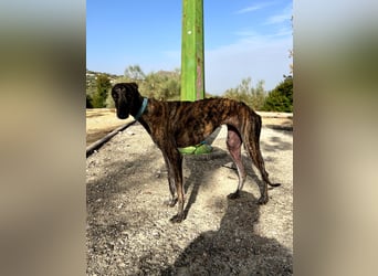 Pastora, sozial und zurückhaltend