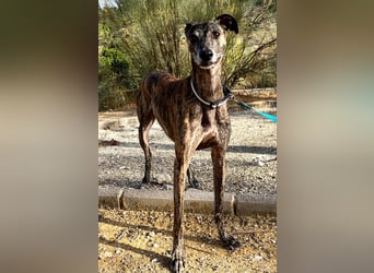 Golfo, fröhlich und lustig