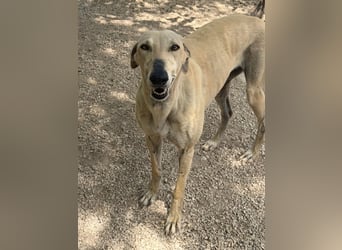 Giovana - sanfte Galgo-Schönheit sucht ihr liebevolles Zuhause