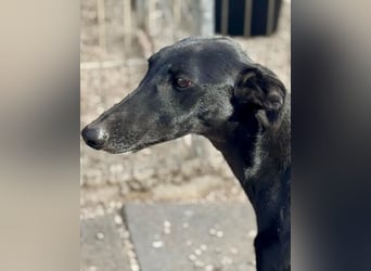 Indira, eine tolle schwarze Galga