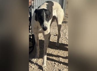 Chantelle, sucht ein warmes Körbchen