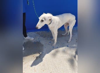 Pinocho ,sanfter Rauhaar-Galgo mit besonderem Charme sucht sein Glück