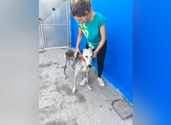 Tejón - ältere Galgo-Seele sucht wieder ein Zuhause