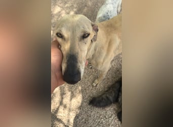 Giovana - sanfte Galgo-Schönheit sucht ihr liebevolles Zuhause