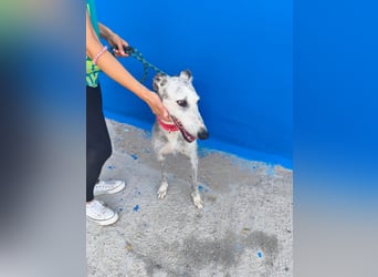 Tejón - ältere Galgo-Seele sucht wieder ein Zuhause