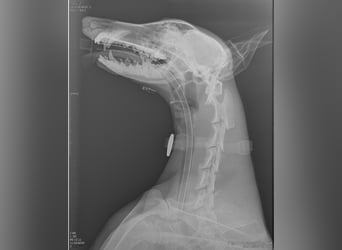 Mandi - junge und katzenfreundliche Galga mit besonderem Gesicht und viel Lebensfreude