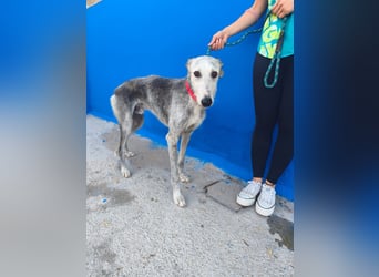 Tejón - ältere Galgo-Seele sucht wieder ein Zuhause