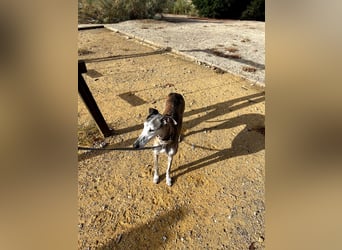 Artillera, wünscht sich ein warmes Plätzle