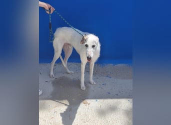 Pinocho ,sanfter Rauhaar-Galgo mit besonderem Charme sucht sein Glück