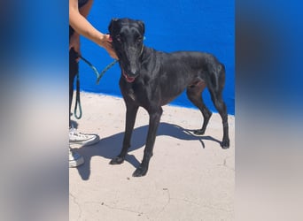 Limoncello - Ein Herz aus Gold im schwarzen Galgo-Gewand