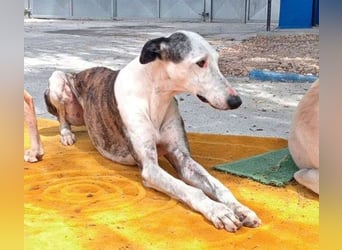 Lion, ein stattlicher Galgo Bub