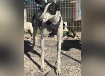 Napoli, hübscher sozialer Galgobub