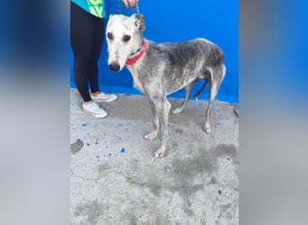 Tejón - ältere Galgo-Seele sucht wieder ein Zuhause