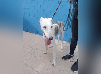 Niko, hofft auf sein Weihnachtswunder