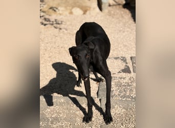 Cacahuete - schwarzer Galgo mit sanfter Seele sucht sein Glück