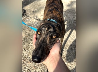 Pastora, sozial und zurückhaltend