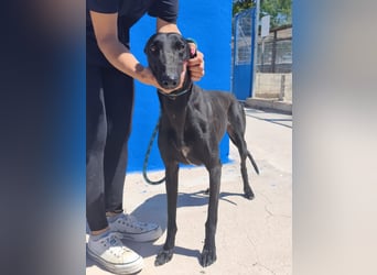Limoncello - Ein Herz aus Gold im schwarzen Galgo-Gewand