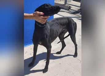 Limoncello - Ein Herz aus Gold im schwarzen Galgo-Gewand