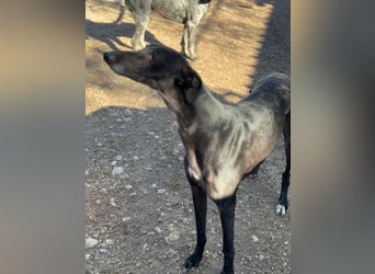 Simón,  hübsche Langnase sucht ein Zuhause