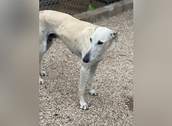 Tigrillo- cremefarbener Langbein sucht sein Glück