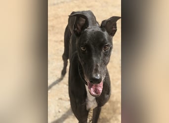 Dingo - Eine schwarze Perle sucht endlich sein großes Glück!