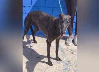 Athena ,wunderschöne Galga mit dunklem Fell sucht ihr Zuhause