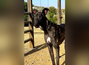 Candela, träumt von einem warmen Körbchen