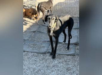 Carbón , ein bezaubernder Rauhaar Galgo
