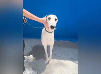 Pinocho ,sanfter Rauhaar-Galgo mit besonderem Charme sucht sein Glück
