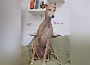 Dianna geb. 06/2022 (in der Schweiz) - offene, verschmuste und ausgeglichene Galga!