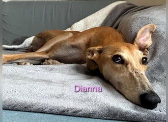 Dianna geb. 06/2022 (in der Schweiz) - offene, verschmuste und ausgeglichene Galga!