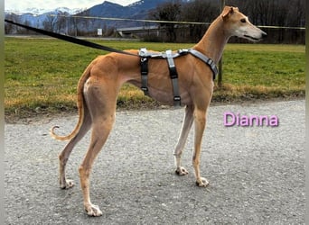 Dianna geb. 06/2022 (in der Schweiz) - offene, verschmuste und ausgeglichene Galga!