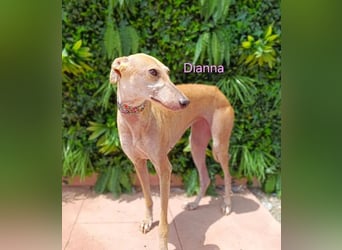 Dianna geb. 06/2022 (in der Schweiz) - offene, verschmuste und ausgeglichene Galga!