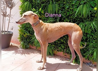 Dianna geb. 06/2022 (in der Schweiz) - offene, verschmuste und ausgeglichene Galga!