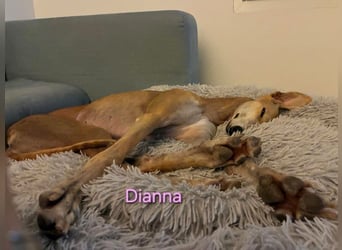 Dianna geb. 06/2022 (in der Schweiz) - offene, verschmuste und ausgeglichene Galga!