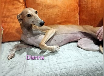 Dianna geb. 06/2022 (in der Schweiz) - offene, verschmuste und ausgeglichene Galga!