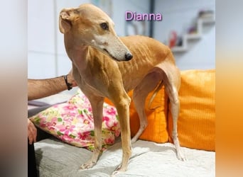 Dianna geb. 06/2022 (in der Schweiz) - offene, verschmuste und ausgeglichene Galga!
