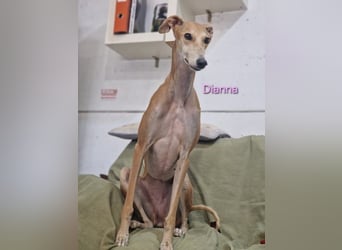 Dianna geb. 06/2022 (in der Schweiz) - offene, verschmuste und ausgeglichene Galga!