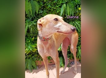 Dianna geb. 06/2022 (in der Schweiz) - offene, verschmuste und ausgeglichene Galga!