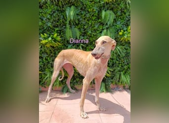 Dianna geb. 06/2022 (in der Schweiz) - offene, verschmuste und ausgeglichene Galga!