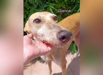 Dianna geb. 06/2022 (in der Schweiz) - offene, verschmuste und ausgeglichene Galga!