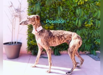 Poseidón geb. 05/2024 (in Deutschland) - unglaublich lieber, ruhiger und edler Galgo!