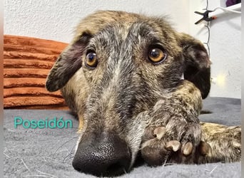 Poseidón geb. 05/2024 (in Deutschland) - unglaublich lieber, ruhiger und edler Galgo!
