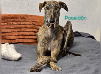 Poseidón geb. 05/2024 (in Deutschland) - unglaublich lieber, ruhiger und edler Galgo!
