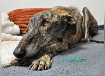 Poseidón geb. 05/2024 (in Deutschland) - unglaublich lieber, ruhiger und edler Galgo!